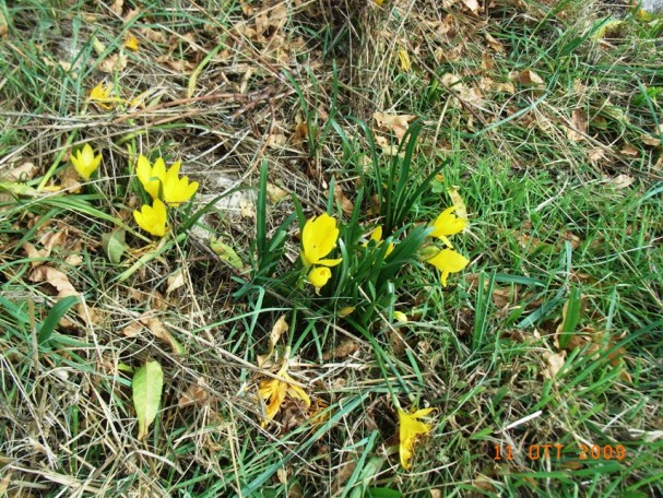 Sternbergia lutea